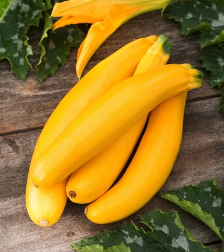 Dynia zwyczajna - cukinia Bananowy Song F1 - żółta do bezpośredniego spożycia jadalne kwiaty