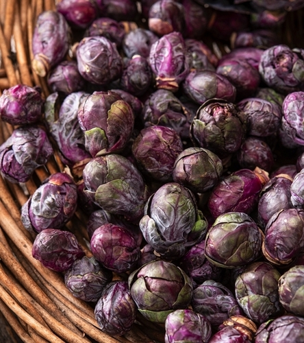 Kapusta brukselska Red - śr. wczesna - purpurowa
