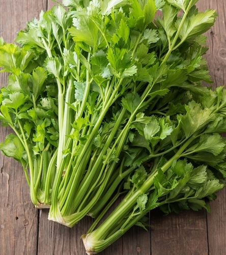 Seler listkowy Green Cutting aromatyczne delikatne liście