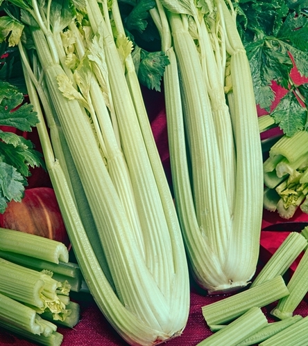 Seler naciowy Plein blanc Pascal bardzo aromatyczny