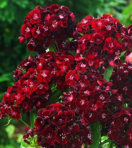 Goździk brodaty o kwiatach pojedynczych Black Magic - ciemnopurpurowy