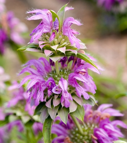 Monarda, Pysznogłówka - cytrynowa - miododajna bylina