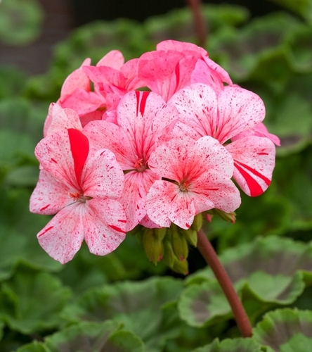 Pelargonia rabatowa Divas F1- Raspberry Ripple - pstra, pomarańczowo-czerwona