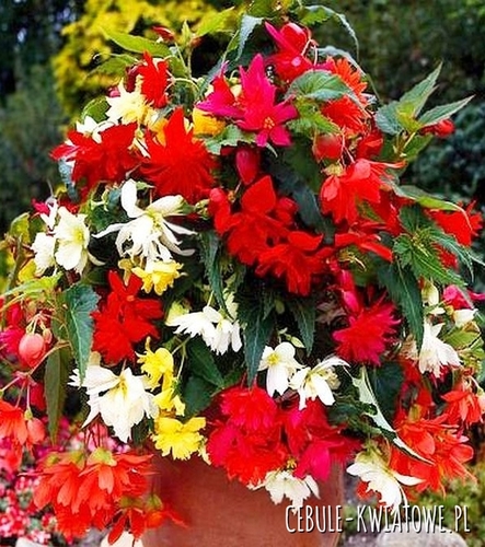 Begonia Kaskadowa Mix 5 szt.