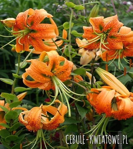 Lilia Tygrysia Lancifolium 1 szt.