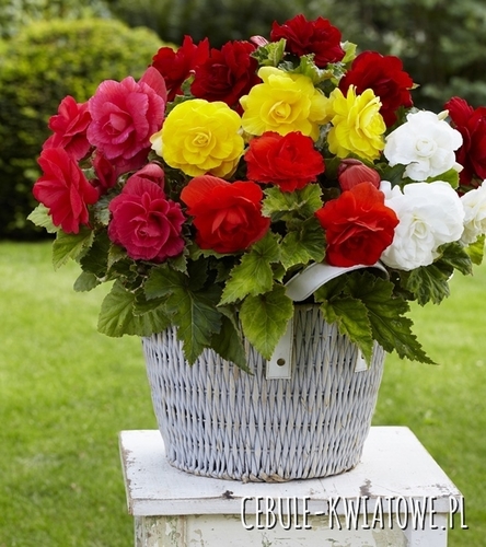 Begonia Podwójna Mix 5 szt.