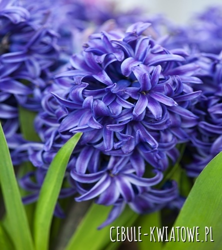 Hiacynt Blue Pearl 10 szt.
