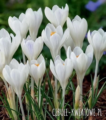 Krokus Wielkokwiatowy Ivory Princess 10 szt.
