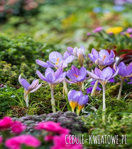 Krokus Wielkokwiatowy Imperati 3 szt.