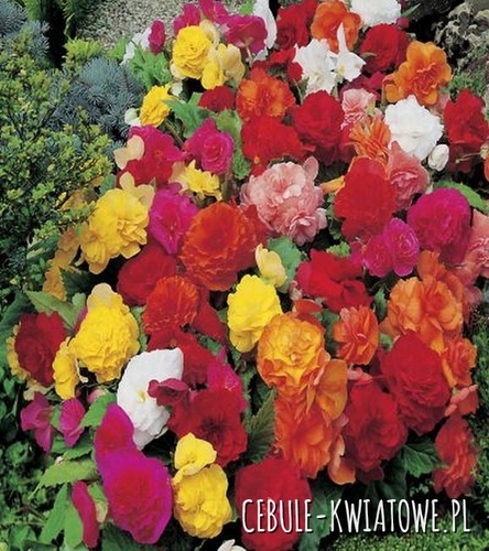 Begonia Non-Stop Mix 5 szt.