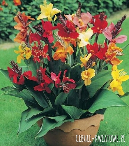 Canna Mix 5 szt.