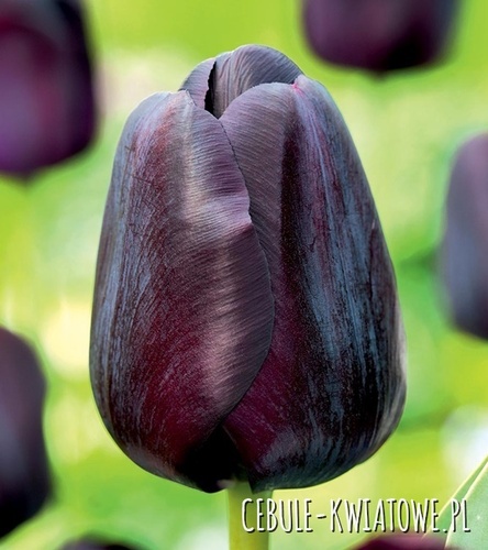 Tulipan Triumph Black Jack 5 szt.