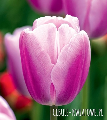 Tulipan Triumph Argos 5 szt.