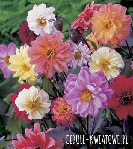 Dalia Ciemnolistna Mix 5 szt.