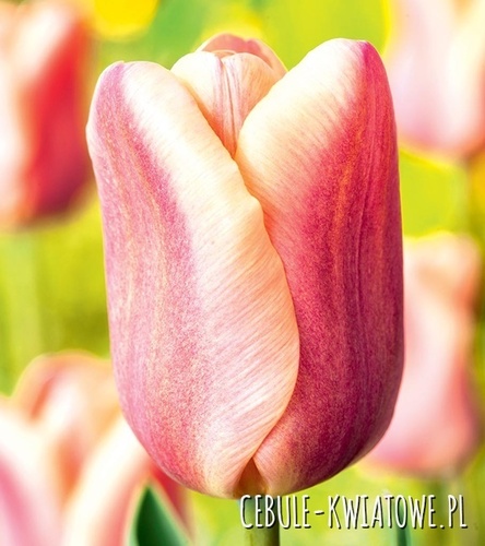 Tulipan Triumph Apricot Foxx 5 szt.
