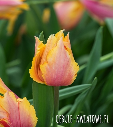 Tulipan dla Kolekcjonera Flaming Memory 5 szt.