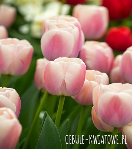 Tulipan Darwina Royal Pride 5 szt.