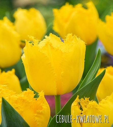 Tulipan Strzępiasty Yellow Fabio 5 szt.