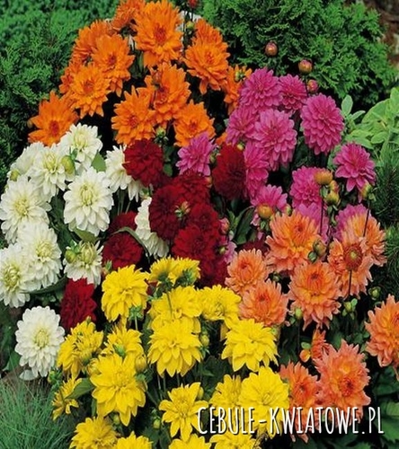 Dalia Dekoracyjna Niska Mix 5 szt.