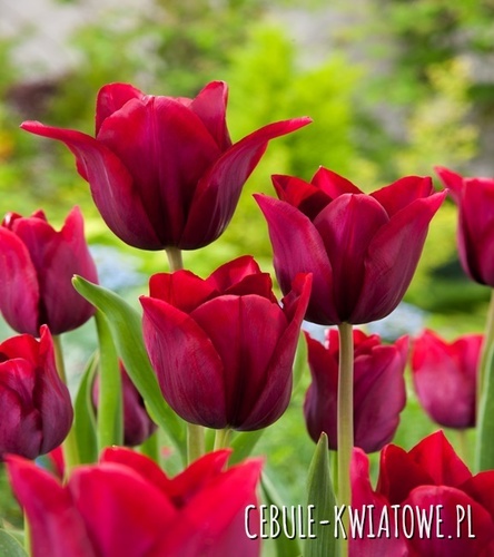 Tulipan Liliokształtny Merlot 5 szt.