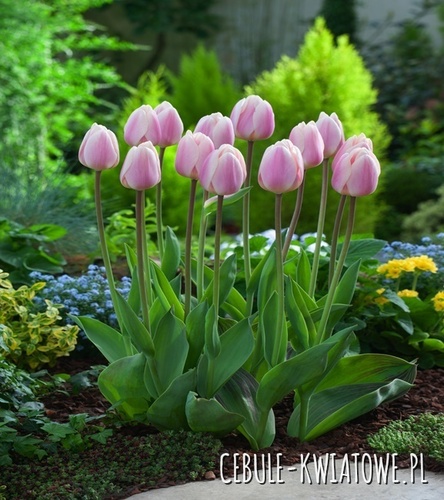 Tulipan Darwina Apricot Delight 5 szt.