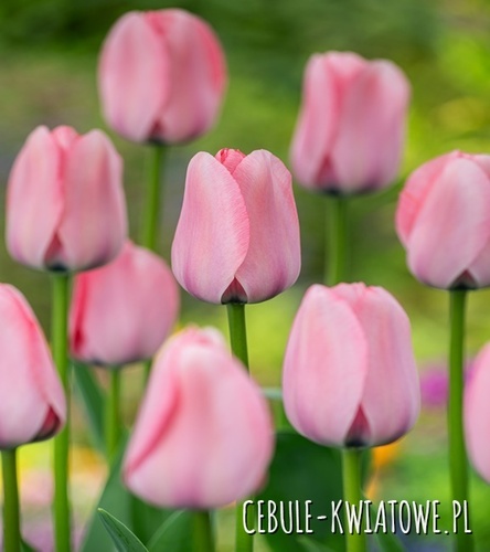 Tulipan Darwina Bella Blush 5 szt.