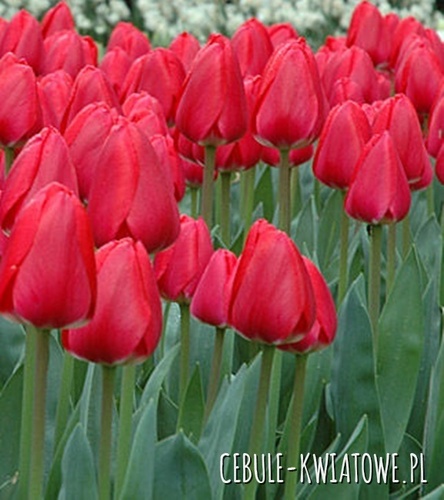 Tulipan Darwina Cherry Delight 5 szt.
