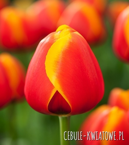 Tulipan Darwina Dafeng 5 szt.