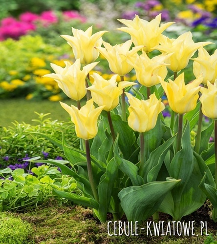 Tulipan Liliokształtny Florijn Chic 5 szt.