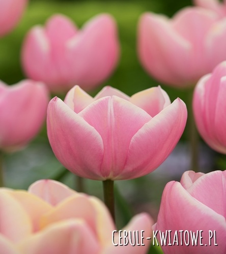 Tulipan Triumph Mango Charm 5 szt.