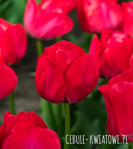 Tulipan Triumph Spryng Tide 5 szt.