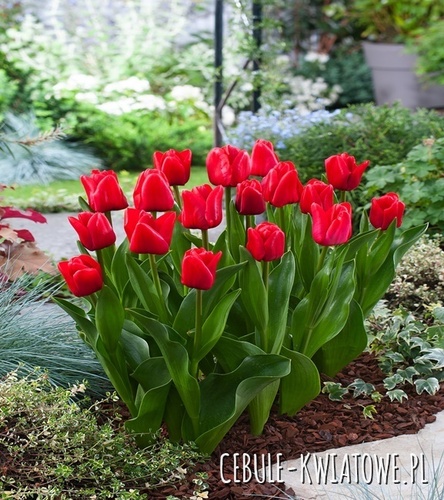 Tulipan Triumph Unique De France 5 szt.