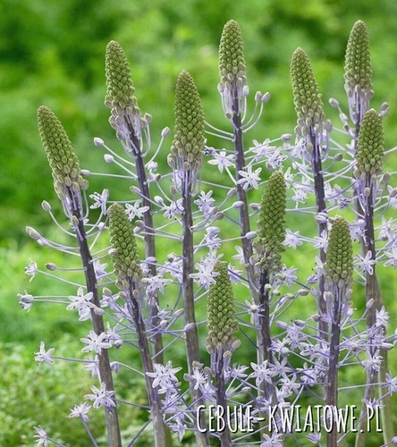 Scilla Cebulica Blue Arrow 1 szt.