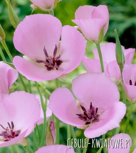 Calochortus Uniflorus Cupido  10 szt.