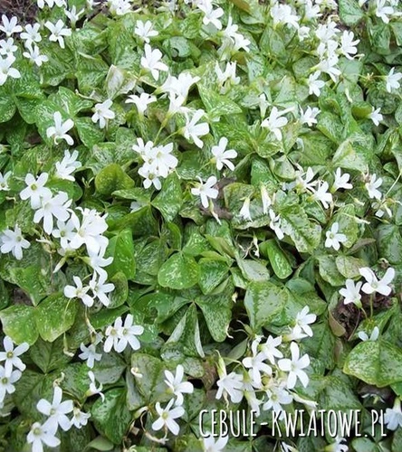 Oxalis Szczawik Regnellii 5 szt