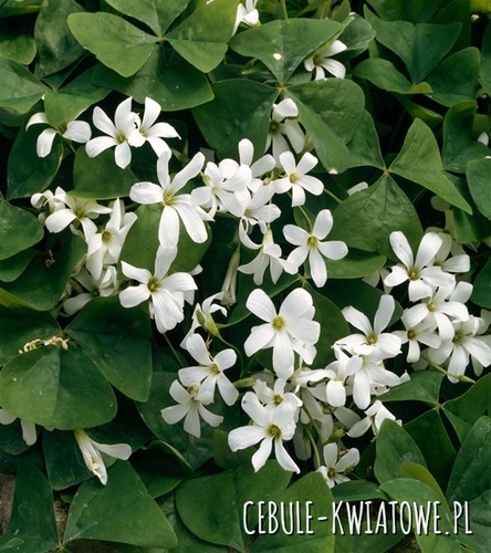 Oxalis Szczawik Birgit 5 szt