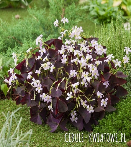 Oxalis Szczawik Sunny 5 szt
