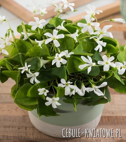 Oxalis Szczawik Irish Mist 5 szt