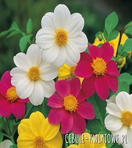 Dalia Mignon Mix 5 szt.