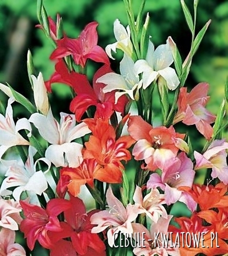 Gladiolus Mieczyk Nanus Mix 5 szt.