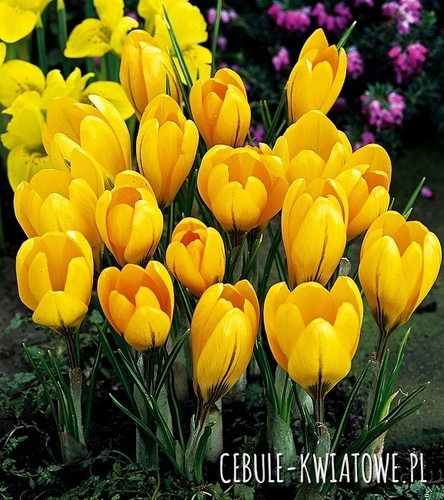 Krokus Wielkokwiatowy Golden Yellow XXXL 10 szt.