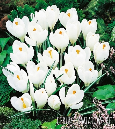 Krokus Wielkokwiatowy Jeanne D'Arc XXXL 10 szt.