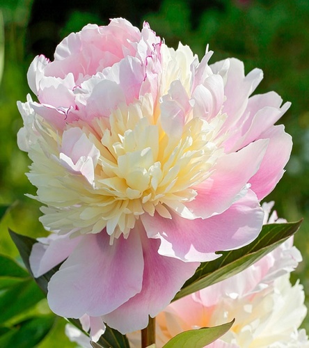 Piwonia Raspberry Sundae 1 szt