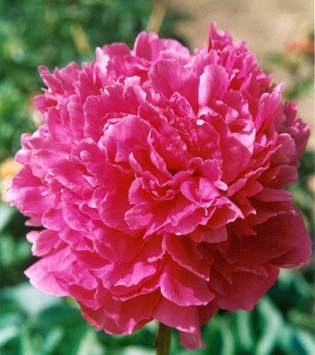 Piwonia Glory Hallelujah 1 szt.