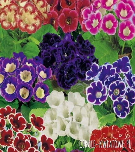 Gloksynia Mix 5 szt.