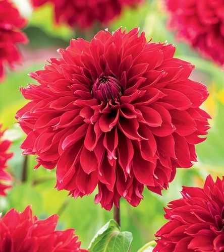 Dalia Dekoracyjna Red Fubuki 1 szt.