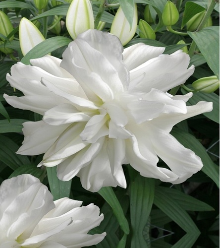 Lilia Orientalna Pełna Lotus Ice 1 szt.