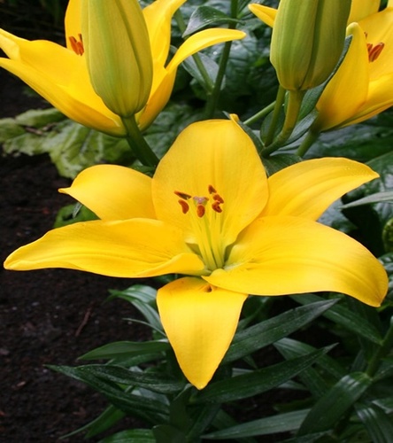 Lilia Azjatycka Rapid Yellow 1 szt.