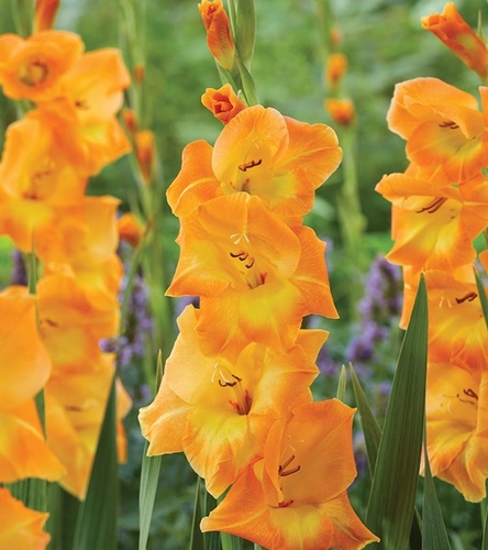 Gladiolus Mieczyk Wielkokwiatowy Cornelli 5 szt.
