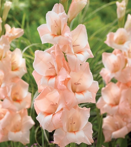 Gladiolus Mieczyk Wielkokwiatowy Rigoletto 5 szt.